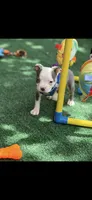 Gus-AKC, a male Boston Terrier for sale in Konawa, OK – 5 of 10