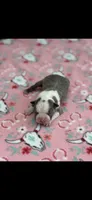 Chrissy-AKC, a female Boston Terrier for sale in Konawa, OK – 2 of 5