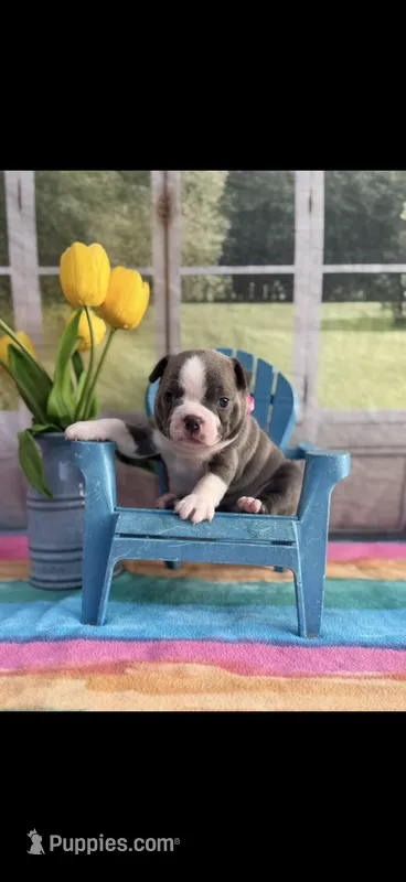 Jasmine-AKC – Boston Terrier puppy for sale in Konawa, OK