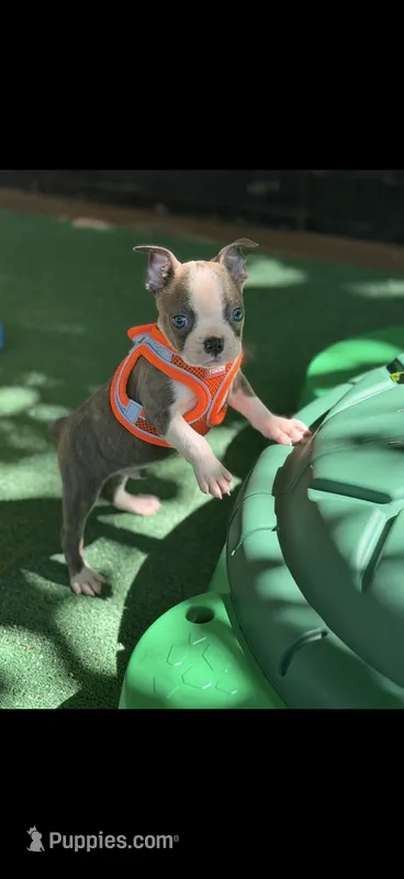 Dawson-AKC – Boston Terrier puppy for sale in Konawa, OK