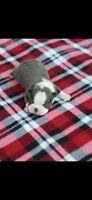 Blue-AKC, a male Boston Terrier for sale in Konawa, OK – 2 of 7