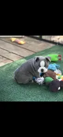 Blue-AKC, a male Boston Terrier for sale in Konawa, OK – 3 of 10