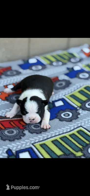 Charlie-AKC – Boston Terrier puppy for sale in Konawa, OK