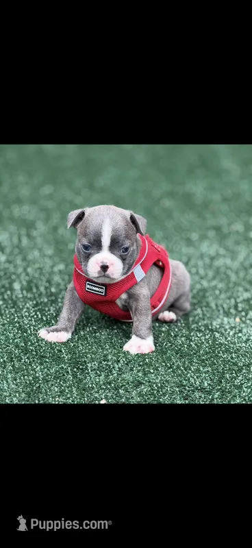 Lane-AKC – Boston Terrier puppy for sale in Konawa, OK