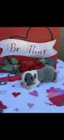 Lane-AKC, a male Boston Terrier for sale in Konawa, OK – Photo 5 of 8
