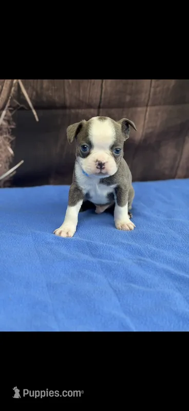 Jesse-AKC – Boston Terrier puppy for sale in Konawa, OK