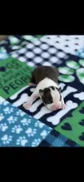 Wade-AKC, a male Boston Terrier for sale in Konawa, OK – Photo 3 of 7