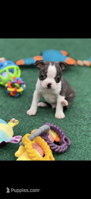 Wade-AKC – Boston Terrier puppy for sale in Konawa, OK
