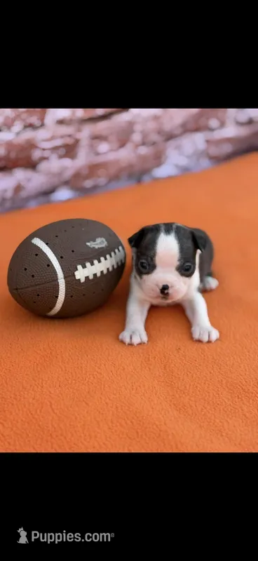 Wade-AKC – Boston Terrier puppy for sale in Konawa, OK