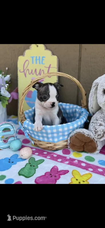 Wade-AKC – Boston Terrier puppy for sale in Konawa, OK