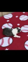 Wade-AKC, a male Boston Terrier for sale in Konawa, OK – Photo 4 of 7