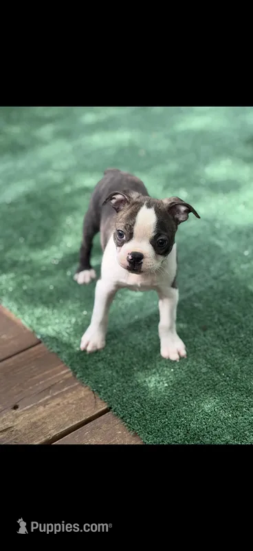 Wade-AKC – Boston Terrier puppy for sale in Konawa, OK
