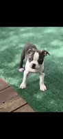 Wade-AKC, a male Boston Terrier for sale in Konawa, OK – 3 of 8