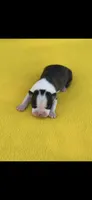 Wade-AKC, a male Boston Terrier for sale in Konawa, OK – Photo 1 of 7