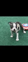 Wade-AKC, a male Boston Terrier for sale in Konawa, OK – Photo 2 of 10