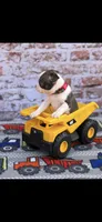 Wade-AKC, a male Boston Terrier for sale in Konawa, OK – Photo 7 of 10
