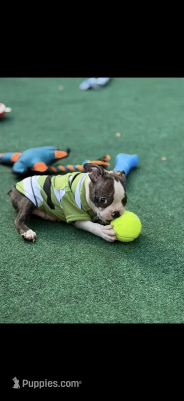 Wade-AKC – Boston Terrier puppy for sale in Konawa, OK