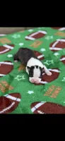 Wade-AKC, a male Boston Terrier for sale in Konawa, OK – Photo 2 of 7