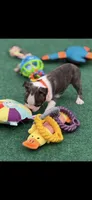 Wade-AKC, a male Boston Terrier for sale in Konawa, OK – Photo 9 of 10