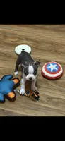 Wade-AKC, a male Boston Terrier for sale in Konawa, OK – Photo 10 of 10