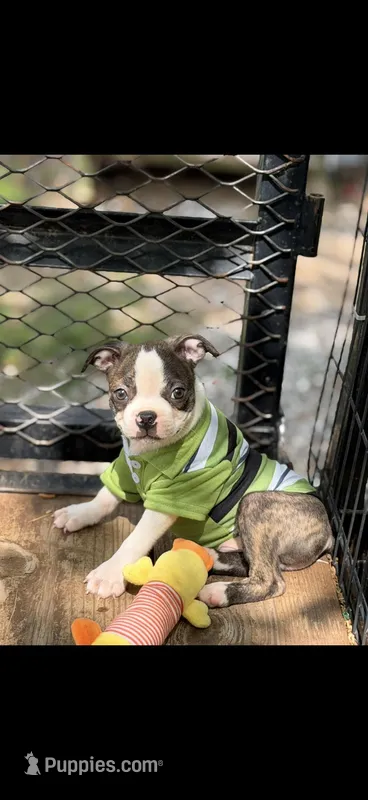 Wade-AKC – Boston Terrier puppy for sale in Konawa, OK