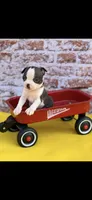 Wade-AKC, a male Boston Terrier for sale in Konawa, OK – Photo 5 of 10