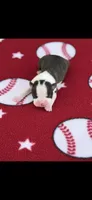 Wade-AKC, a male Boston Terrier for sale in Konawa, OK – Photo 5 of 7