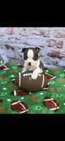 Wade-AKC, a male Boston Terrier for sale in Konawa, OK – Photo 6 of 10