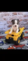 Wade-AKC, a male Boston Terrier for sale in Konawa, OK – Photo 4 of 10