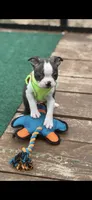 Wade-AKC, a male Boston Terrier for sale in Konawa, OK – Photo 1 of 10