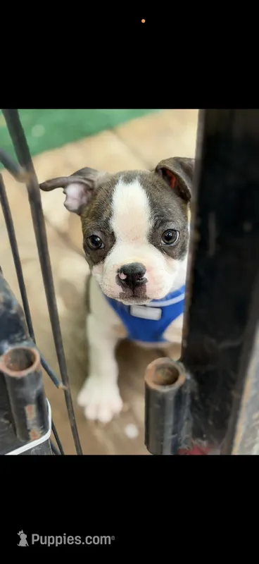 Wade-AKC – Boston Terrier puppy for sale in Konawa, OK
