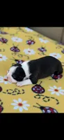 Brandy-AKC, a female Boston Terrier for sale in Konawa, OK – Photo 4 of 6