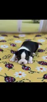 Brandy-AKC, a female Boston Terrier for sale in Konawa, OK – Photo 2 of 7
