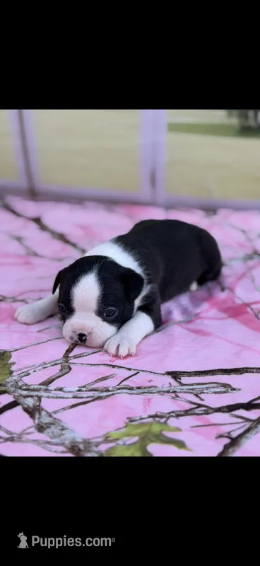 Brandy-AKC – Boston Terrier puppy for sale in Konawa, OK