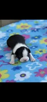 Brandy-AKC, a female Boston Terrier for sale in Konawa, OK – Photo 3 of 6