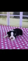Brandy-AKC, a female Boston Terrier for sale in Konawa, OK – Photo 3 of 7