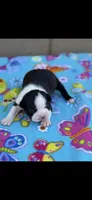 Brandy-AKC, a female Boston Terrier for sale in Konawa, OK – Photo 6 of 6