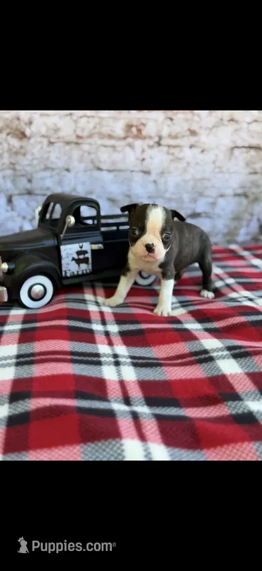 Winston-AKC – Boston Terrier puppy for sale in Konawa, OK