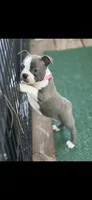 Jasmine-AKC, a female Boston Terrier for sale in Konawa, OK – 5 of 8