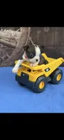 Winston-AKC, a male Boston Terrier for sale in Konawa, OK – 10 of 10