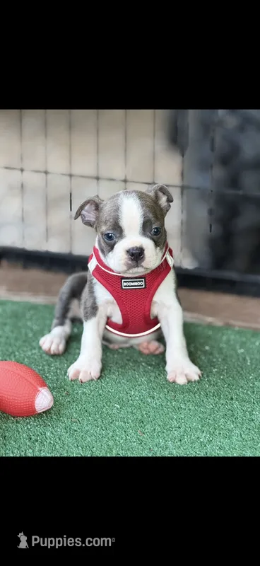 Denver-AKC – Boston Terrier puppy for sale in Konawa, OK
