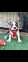 Denver-AKC, a male Boston Terrier for sale in Konawa, OK – 1 of 10