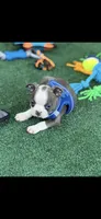 Jesse-AKC, a male Boston Terrier for sale in Konawa, OK – 2 of 6