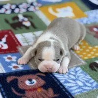 Hudson-AKC, a male Boston Terrier for sale in Konawa, OK – Photo 3 of 9