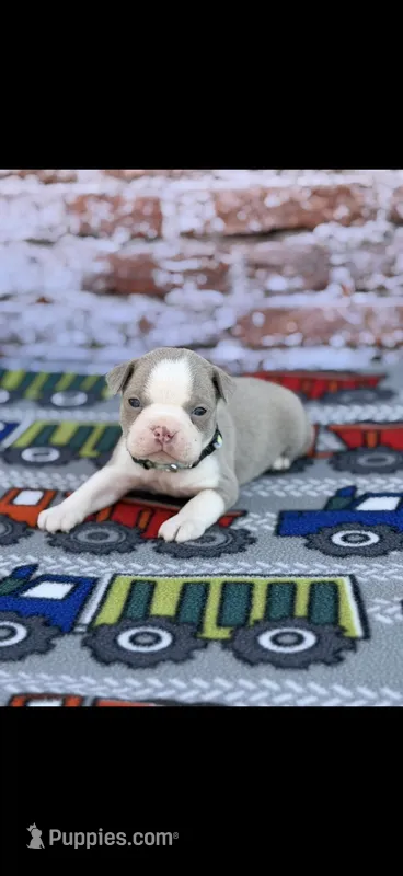 Hudson-AKC – Boston Terrier puppy for sale in Konawa, OK