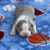 Hudson-AKC, a male Boston Terrier for sale in Konawa, OK – Photo 6 of 9