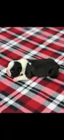 Charlie-AKC, a male Boston Terrier for sale in Konawa, OK – 2 of 7