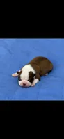 Coco-AKC, a male Boston Terrier for sale in Konawa, OK – 3 of 8