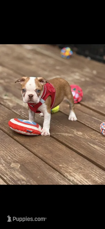 Bandit-AKC – Boston Terrier puppy for sale in Konawa, OK