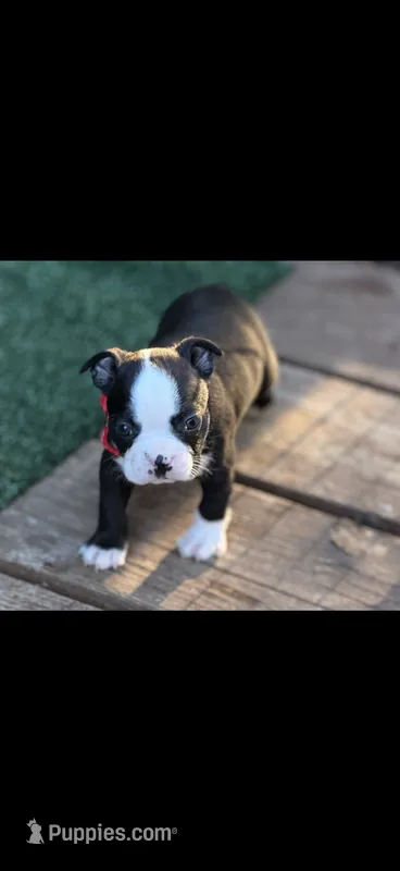 Wyatt-AKC – Boston Terrier puppy for sale in Konawa, OK